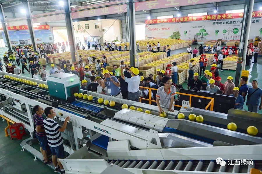 綠萌是柚子分選設備國家高新技術企業，可進行重量、大小、顏色、瑕疵外觀視覺分選，無損檢測糖度，甜度，酸度、空心、浮皮、褐變、果肉損傷、霉心病等內部指標，提供智能全自動柚子分選機,柚子分選設備,柚子選果機,柚子選果設備,柚子分級機,柚子分揀機,柚子大小稱重分選方案和價格,