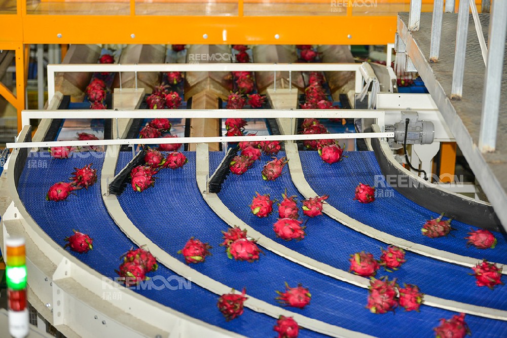 綠萌是火龍果分選設備國家高新技術企業，可進行重量、大小、顏色、瑕疵外觀視覺分選，無損檢測糖度，甜度，酸度、空心、浮皮、褐變、果肉損傷、霉心病等內部指標，提供智能全自動火龍果分選機,火龍果分選設備,火龍果選果機,火龍果選果設備,火龍果分級機,火龍果分揀機,火龍果大小稱重分選方案和價格,