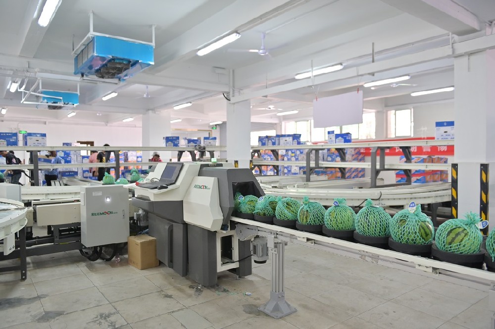 深圳市金津農(nóng)產(chǎn)品有限公司（以下簡稱金津）經(jīng)過十多年的發(fā)展，已成為同行業(yè)內(nèi)具有強大實力的農(nóng)業(yè)產(chǎn)業(yè)化公司，是國內(nèi)少有的精品瓜品牌。憑借過硬的品質(zhì)，進駐一線優(yōu)質(zhì)售賣渠道。偶然的一次種瓜，帶來豐收的意外之喜2007年，試種帥童西瓜，在香港市大賣，一時供不應(yīng)求，金津開始規(guī)模化種植。擴大供應(yīng)基地，實現(xiàn)周年供