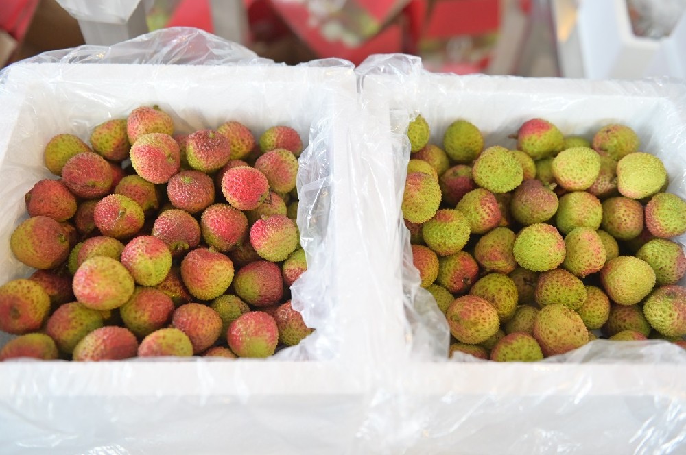 荔枝肉豐厚圓潤，吃起來清香綿軟、鮮嫩多汁、清甜可口，深受消費者喜愛。但荔枝保鮮期期短，易腐壞，一日而色變，二日而香變，三日而味變。短短幾日的保鮮期，荔枝到達消費者手中需要經(jīng)歷采摘、剪枝、預(yù)冷、分揀、包裝、運輸?shù)拳h(huán)節(jié)，把新鮮的荔枝送到消費者手上，這意味荔枝需要迅速完成采摘、剪枝、預(yù)冷、分揀、包
