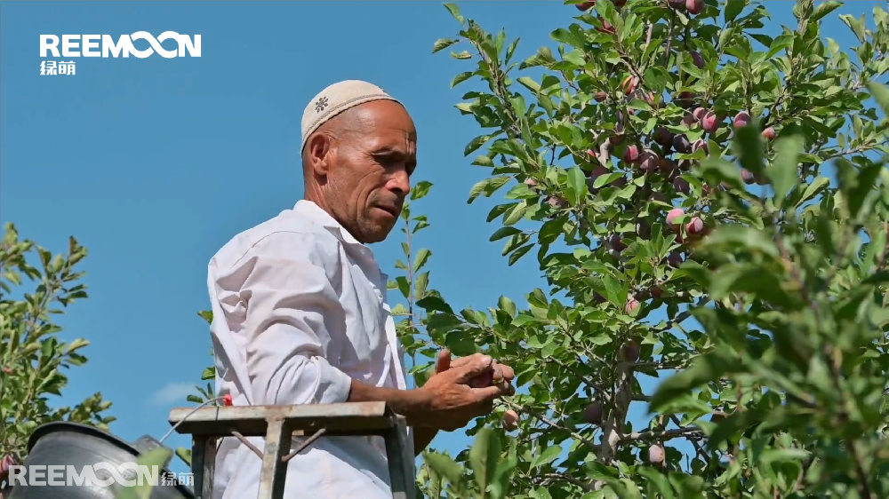 8月，新疆伽師縣的西梅掛滿枝頭，迎接來自全國四面八方的客商。作為新疆水果界的“后起之秀”伽師西梅，已經(jīng)跨越天山被帶往中國最繁華的一、二線城市和國外市場。 近年來，伽師縣委、縣政府因勢利導(dǎo)實施優(yōu)勢資源轉(zhuǎn)換戰(zhàn)略，加大產(chǎn)業(yè)結(jié)構(gòu)調(diào)整力度，按照“優(yōu)化產(chǎn)業(yè)結(jié)構(gòu)、