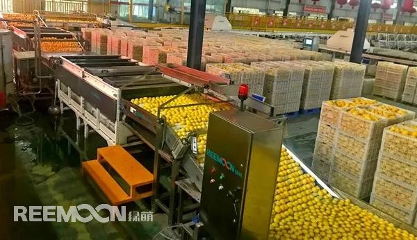 新一季的檸檬于九月中旬上市，采摘季將持續到十二月底結束。今年檸檬的品質比往年更好，但產量較降低了近40%。王國龍是重慶匯達檸檬科技集團有限公司的銷售經理，他首先介紹了產地方面的情況，“一方面，受低溫霜凍和春旱天氣影響，部分果樹被凍。另一方面，疫情之下，一些基地的管理水平跟不上，這也導致本季產量有所降低。