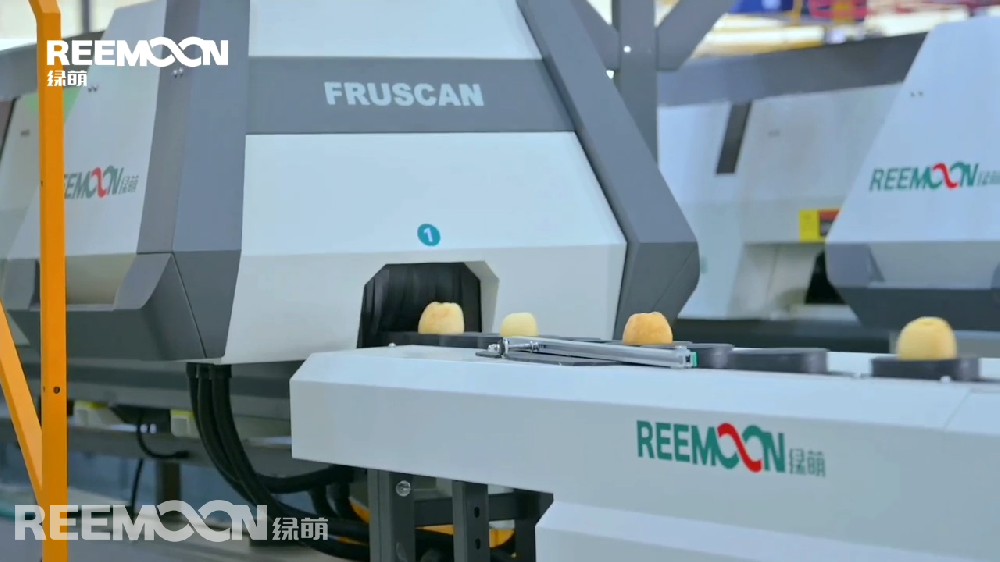 山東櫻聚緣農業科技發展股份有限公司，成立于2013年4月，是一家從種苗研發繁育，到蘋果種植，再到蘋果深加工的省級農業產業化龍頭企業和國家高新技術企業。走進櫻聚緣的加工車間，一條專門為櫻聚緣明星產品“威海金”而研發定制的綠萌呵福式蘋果智能自動化分選線映入眼簾?！巴＝稹卑€躺在分選線上的果杯內，逐一進行綠萌