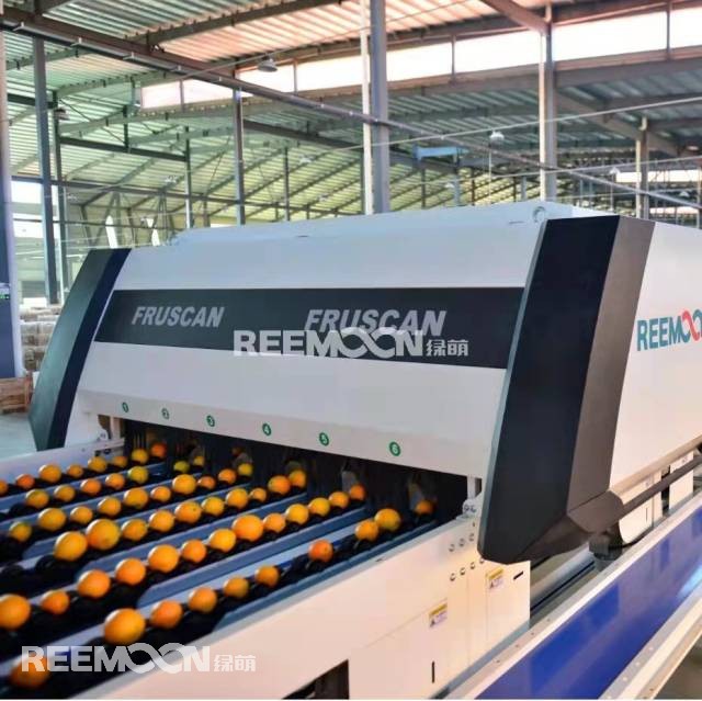 智能化分揀可以做到何種程度？水果果徑可以精確到毫米，重量可精確到0.5克，這是江西綠萌科技控股有限公司（以下簡稱“綠萌”）給出的答案。在廣東德慶，一筐筐柑橘通過標(biāo)準(zhǔn)化處理運往全國各地，色澤鮮艷、窩底完整、表皮光滑、個頭均勻、口感最佳，增強了“德慶貢柑”品牌軟實力；在廣西興安，一顆顆沃柑通過數(shù)字化光譜分選