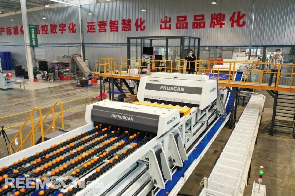 沃野千里綠,果園萬木春。在南寧正欣農(nóng)業(yè)的長平沃柑果園內(nèi)，一壟壟果樹整齊地排列于地頭，一顆顆成熟的沃柑在綠葉的映襯下，顯得格外鮮艷誘人。采摘人員在果園內(nèi)來回穿梭，忙著將成熟的沃柑摘下、裝箱。據(jù)悉，該果園的每一顆沃柑都利用GPS定點種植，采用寬行窄距的種植模式，在便于機(jī)械化操作的同時，確保每顆沃柑都能充分享