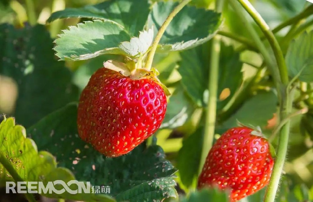 隨著人均消費支出的增加和飲食消費升級，消費者對高品質(zhì)水果的需求日益增加。健康意識的增強也使得人們更加關(guān)注食品的安全和產(chǎn)源，消費者愿意為優(yōu)質(zhì)美味的水果支付高昂的溢價。同時，得益于供應(yīng)鏈的發(fā)展和冷鏈倉儲物流技術(shù)的升級，配送時效提升，水果損耗率降低，消費者可以及時享受到新鮮高品質(zhì)水果。此外，伴隨互聯(lián)網(wǎng)及電