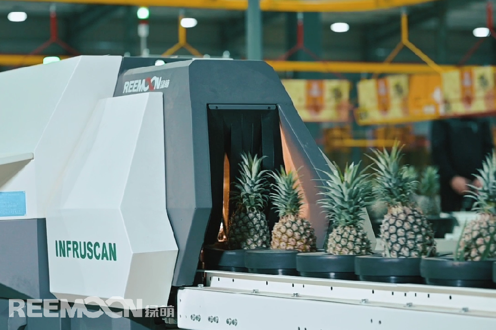 因多次被檢出有害生物，大陸自2021年3月暫停臺灣地區(qū)菠蘿輸入，島內(nèi)菠蘿外銷就此成為“老大難”。據(jù)香港“中通社”報道，近日，臺灣菠蘿于日本市場再度遭遇“滑鐵盧”，由于病蟲害多、發(fā)霉“黑心”現(xiàn)象頻傳，致使菠蘿價格一降再降。據(jù)報道，自大陸暫停臺灣菠蘿輸入后，日本逐漸成為其主要外銷市場。然而今年以來，臺灣出口日