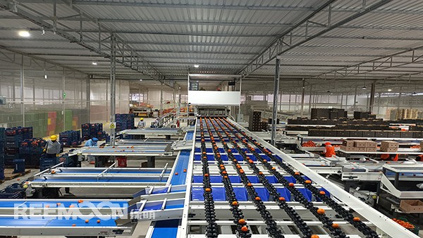 秋意漸濃, 橘香四溢。秘魯最大的冷庫制造商Friopacking投資新建的加工廠里熱鬧不凡，綠萌Fruscan S7柑橘分選設(shè)備正火力全開。據(jù)悉，F(xiàn)riopacking投資的公司Packing del Carmen主要加工柑橘和牛油果。與綠萌的結(jié)緣也是得益于南非與智利客戶的大力推薦。在經(jīng)過與多家分選設(shè)備生產(chǎn)商比對以及與綠萌工程師溝通后，Packing del Ca