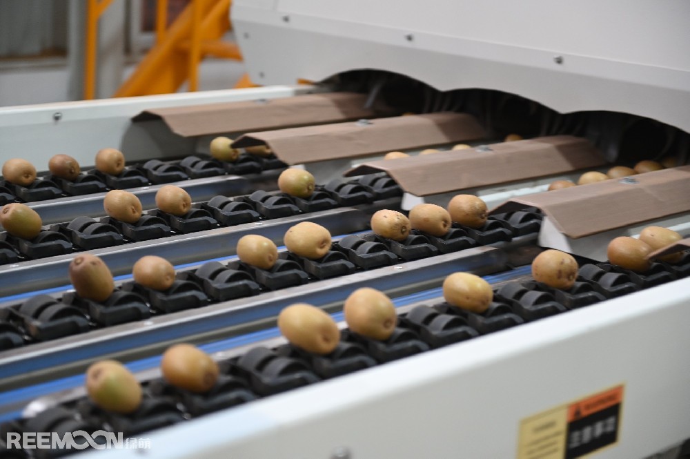 陜西周至縣南依秦嶺，北臨渭水，日照充足，雨水充沛，土壤肥沃，周至獼猴桃細(xì)膩多汁、酸甜可口，周至縣也是世界公認(rèn)的獼猴桃最佳優(yōu)生區(qū)和最大的生產(chǎn)基地之一。近年來，周至縣大力發(fā)展獼猴桃產(chǎn)業(yè)，獼猴桃已發(fā)展成為周至縣全面推進(jìn)鄉(xiāng)村振興的特色主導(dǎo)產(chǎn)業(yè)。以陜西楊氏農(nóng)業(yè)發(fā)展有限公司（以下簡稱“楊氏農(nóng)業(yè)”）為典型的企業(yè)，