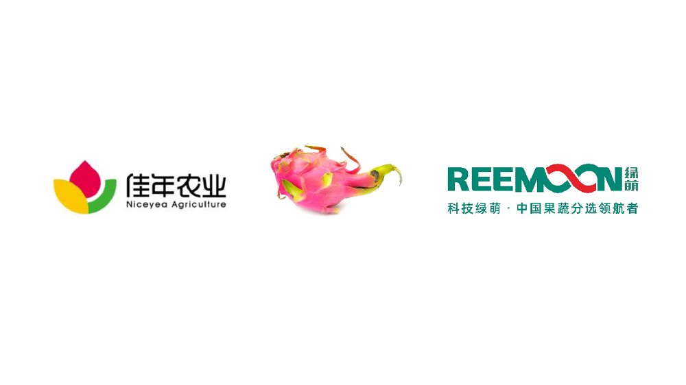 “廣西  佳年農業 火龍果