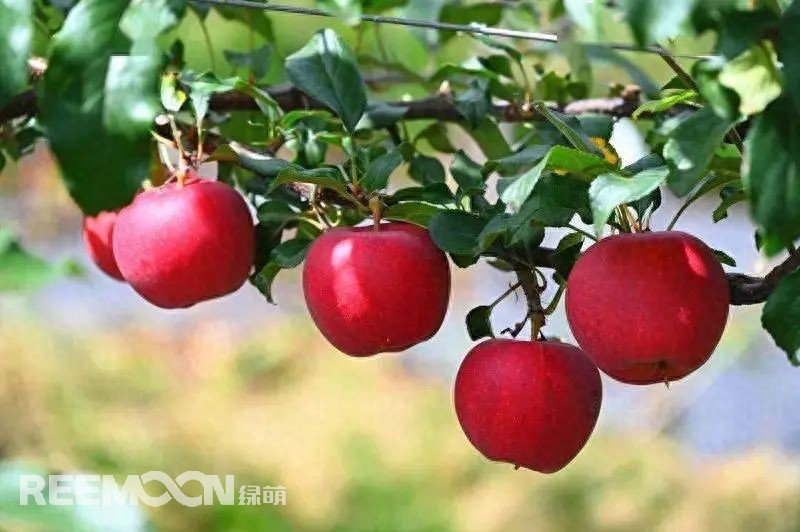 中國是世界上最大的蘋果生產(chǎn)國，也是全球最大的蘋果消費國。每年的7-9月是蘋果大量采摘上市的季節(jié)，蘋果產(chǎn)地分布范圍廣，河北、山東、陜西、山西、甘肅、新疆等地區(qū)均大量種植，年產(chǎn)量超過4000萬噸。中國的蘋果產(chǎn)業(yè)鏈較為完整，涵蓋了種植、采摘、分選、包裝、加工和銷售等環(huán)節(jié)。蘋果采后分選實現(xiàn)了蘋果品質(zhì)標(biāo)準(zhǔn)化處理，提高