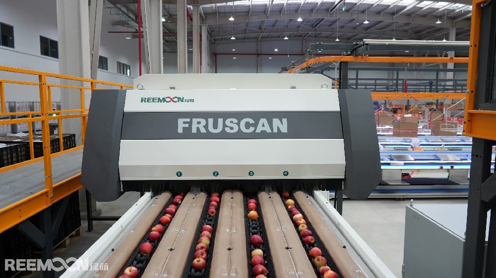 8月的烏蒙山區(qū)，沉甸甸的蘋果掛滿枝頭，這里是云南省昭通市魯?shù)榭h，中國南方優(yōu)質(zhì)蘋果的生產(chǎn)基地。這里地處烏蒙山區(qū)腹地海拔1950米至2200米，被譽(yù)為“蘋果之城”。低緯度、高海拔的高原氣候類型，是蘋果最佳種植區(qū)。光照充足，土質(zhì)肥沃，晝夜溫差大，產(chǎn)出的蘋果色澤鮮艷、甜酸適度、肉質(zhì)細(xì)膩、鮮嫩多汁。眼下，正是昭通蘋果大