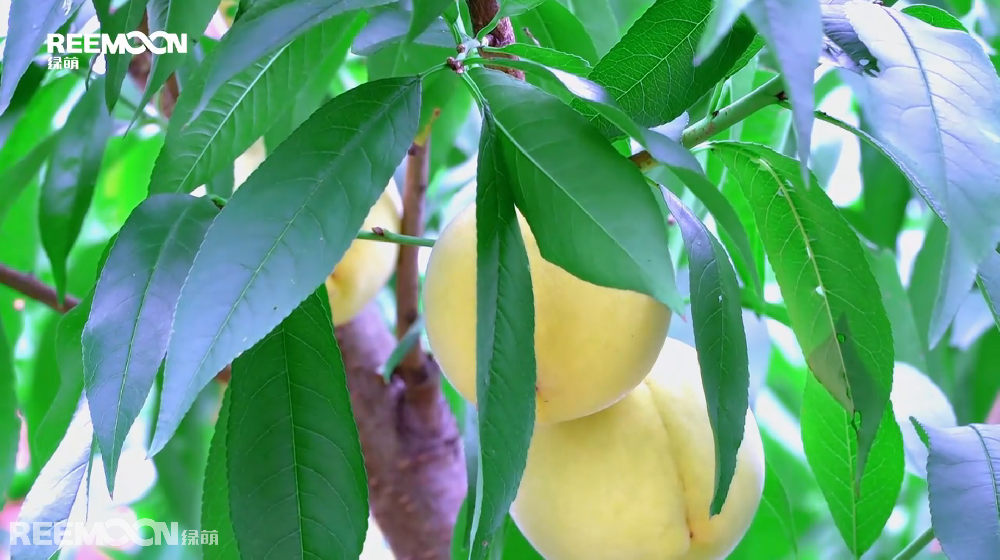 初秋時節，德新鎮的高山生態黃桃也迎來了大量成熟上市的季節，滿園桃樹枝葉繁茂，一顆顆拳頭大小的黃桃掛滿枝頭，陣陣桃香令人“桃”醉。負責采摘的工人們穿梭在桃林間，正忙著將成熟的黃桃采收、裝筐、運輸。德新鎮位于貴州省黔南州貴定縣，環境優越，雨量充沛，氣候溫和，是高山生態黃桃種植的最佳適宜區，產出的黃桃以皮