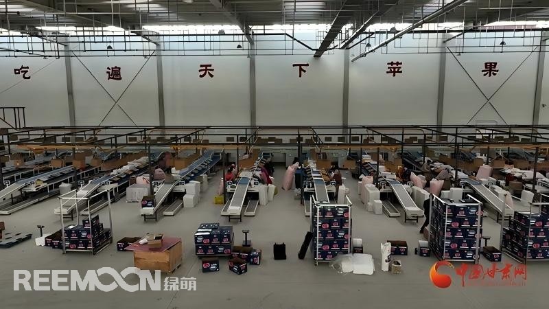 “這個綠萌‘呵福式’智能四通道一體自動化分揀包裝生產線剛安裝上就投入使用，高效便捷。幫我們完成對尼泊爾出口的300噸蘋果分揀包裝。”靜寧蘋果產地冷鏈物流園運營團隊負責人孫杰錕在剛剛建成投入使用的分選車間邊忙向記者解說。“目前就分揀車間創造就業崗位三百多個，其中包裝工約300人、檢果工50人、裝卸工20人，為周