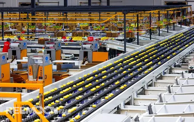 新華社成都12月19日電（記者張海磊、周以航）冬日里，走進“中國檸檬之鄉”四川省資陽市安岳縣，最大的感受是仿佛進入“檸檬時間”。加工車間、包裝廠房內，撲鼻的檸檬清香將人包圍，流水線上金黃色的果子滾動著，一車車打包好的檸檬從這里啟程，發往菲律賓、泰國、越南等30多個國家和地區。四川省維記農業集團有限公司車間