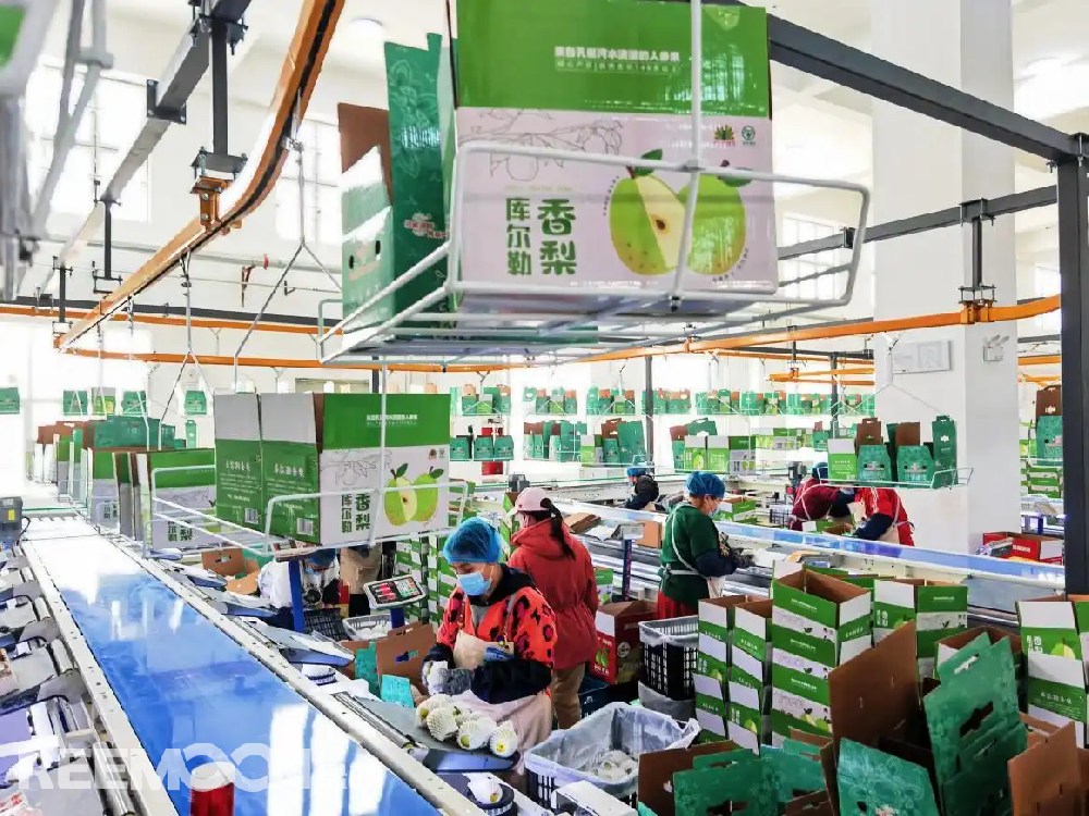 每個香梨都被放在專屬的小托盤里，從傳送帶上“走”到電腦稱重的“過道”里，被分為180克以上、160克至180克、140克至160克、120克至140克、100克至120克等各個規格，分為不同級別后，一個個香梨“躺”著被電腦指令輸送到不同的級別通道中，順著傳送帶就送到了包裝工人的手邊，他們再一個個套上保鮮紙和發泡網，頭頂上傳送的