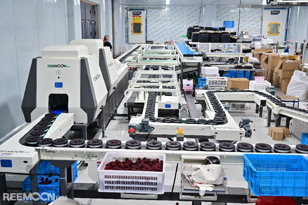 眼下正值仙居楊梅豐收季，橫溪鎮坎頭村交易市場客商如織。作為仙居四大楊梅基地之一，坎頭村坐擁3000畝楊梅林，其中東魁楊梅年產量穩居全縣榜首，連續多年斬獲“楊梅王”稱號。然而傳統銷售模式一度讓坎頭村楊梅陷入瓶頸。2024年，臺州御農農業發展有限公司（以下簡稱“臺州御農農業”）總經理王旭偉帶領直播團隊返鄉，為百