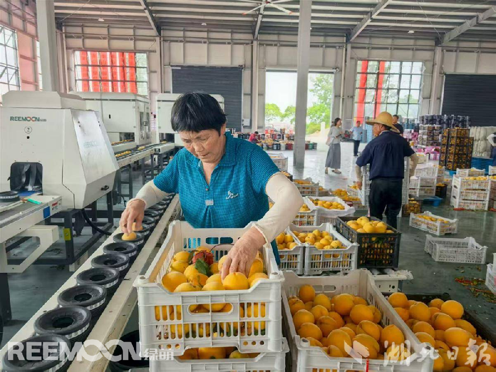 8月，走進孝昌縣豐山鎮桃產業冷鏈物流分揀中心，一筐筐新鮮黃桃整齊碼放，滿眼望去金燦燦一片。一臺高速運轉的智能分揀設備吸引了記者的目光。只見一顆顆鮮桃被放入傳送帶上，一顆桃對應一個托盤，被傳送至“分選倉”。設備開始對桃子進行全面“體檢”，利用光譜分析技術瞬間測出桃子甜度，采用高清快速拍照和分辨技術查看桃